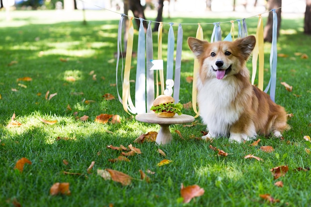 Corgi flauschiges Porträt