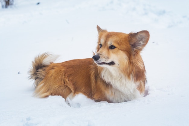 Corgi flauschiges Porträt