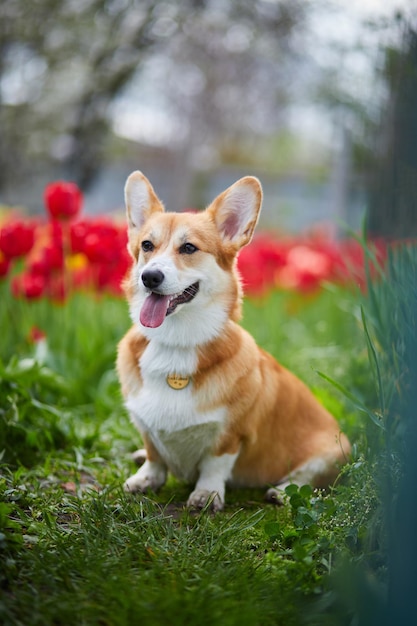 Corgi en flores de primavera