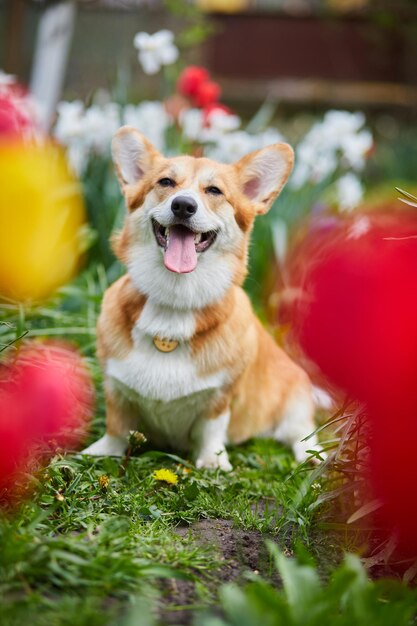 Corgi en flores de primavera