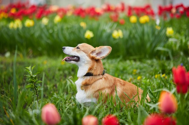 Corgi en flores de primavera