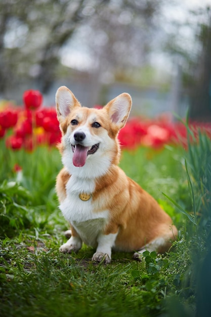 Corgi en flores de primavera