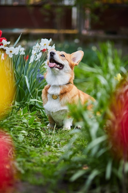 Corgi en flores de primavera