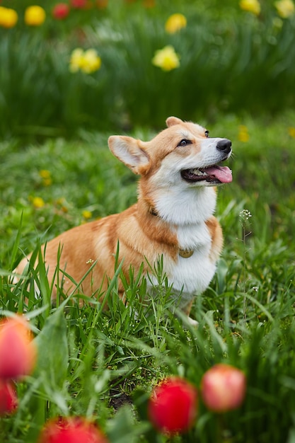 Corgi en flores de primavera