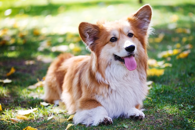 Corgi fofo retrato close-up ao ar livre