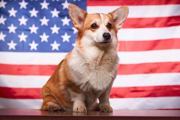 Corgi frente a la bandera estadounidense