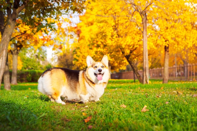 Corgi galés tricolor pembroke en el parque de la ciudad de otoño