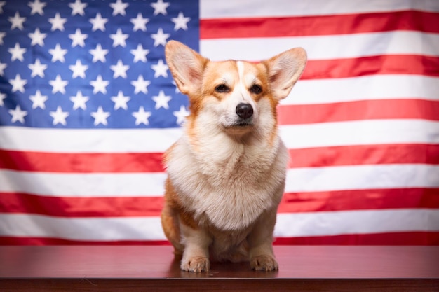 Un corgi con los gases cerrados se sienta frente a una bandera estadounidense.