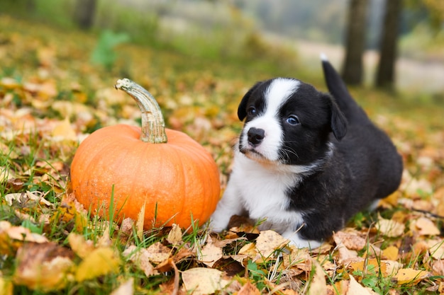 Corgi Hündchen mit einem Kürbis