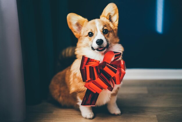 Foto corgi-hündchen mit einer roten schleife wartet darauf, als geschenk gegeben zu werden