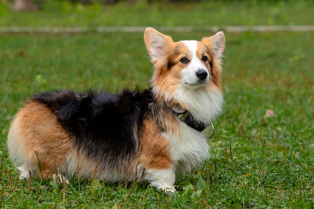 Corgi-Hund auf einem grünen Feld. Nahansicht..