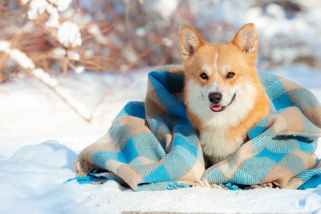 Corgi Hund auf einem Spaziergang im Winterwald in eine Decke gewickelt