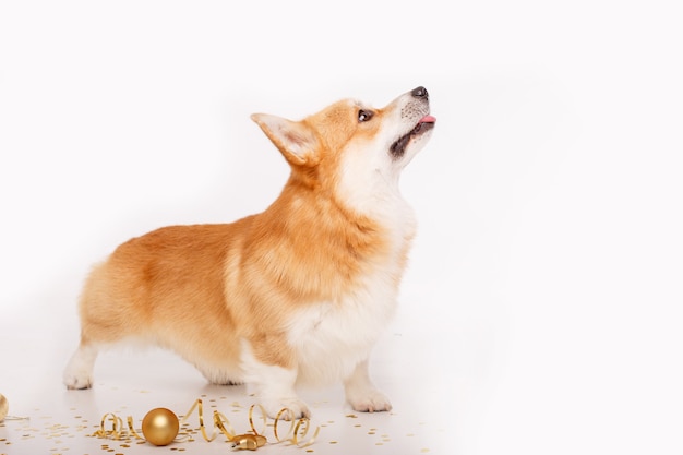 Corgi Hund auf Weiß feiert Neujahr, Weihnachten