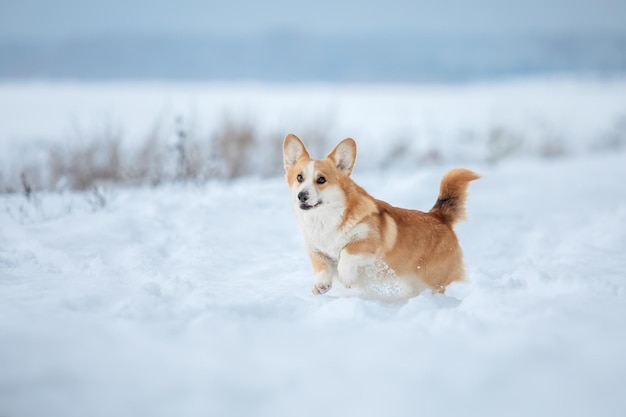 Corgi-Hund im Schnee. Hund im Winter. Hund in der Natur.