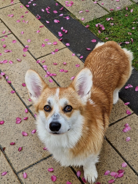 Corgi-Hund lächelt und freut sich am regnerischen Frühlingstag