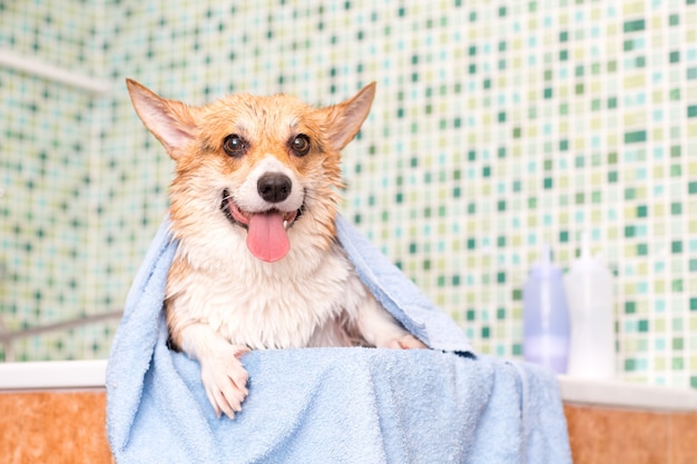 Corgi Hund mit Handtuch nach dem Waschen im Bad