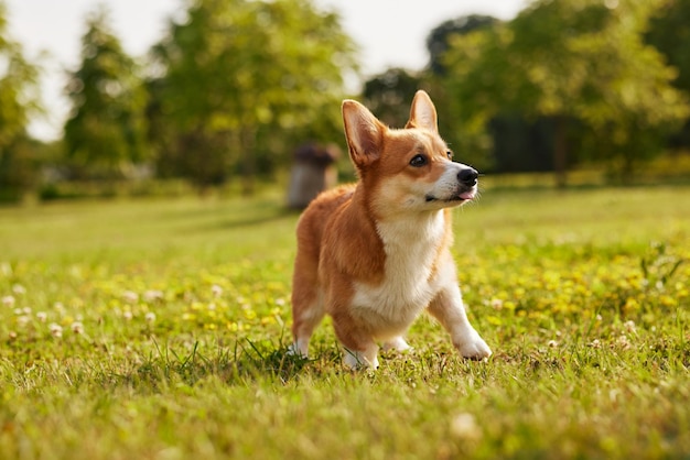 Corgi-Hund Pembroke walesischer Corgi, der im Sommerpark im Freien spazieren geht