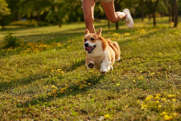 Corgi-Hund Pembroke walesischer Corgi, der im Sommerpark im Freien spazieren geht