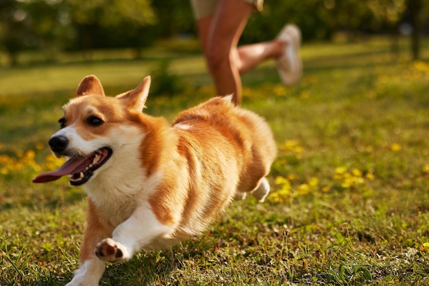 Corgi-Hund Pembroke walesischer Corgi, der im Sommerpark im Freien spazieren geht