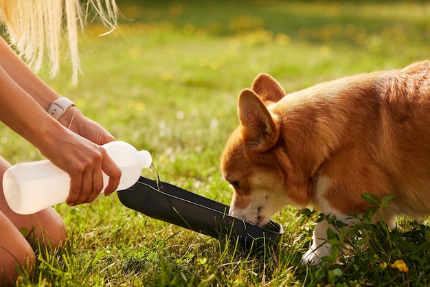 Corgi-Hund Pembroke Welsh Corgi trinkt Wasser in einem Sommerpark