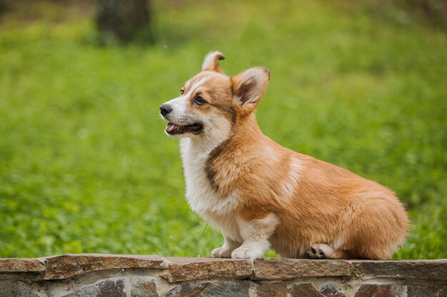 Corgi-Hund sitzt mit aufgestellten Ohren auf einem Weg