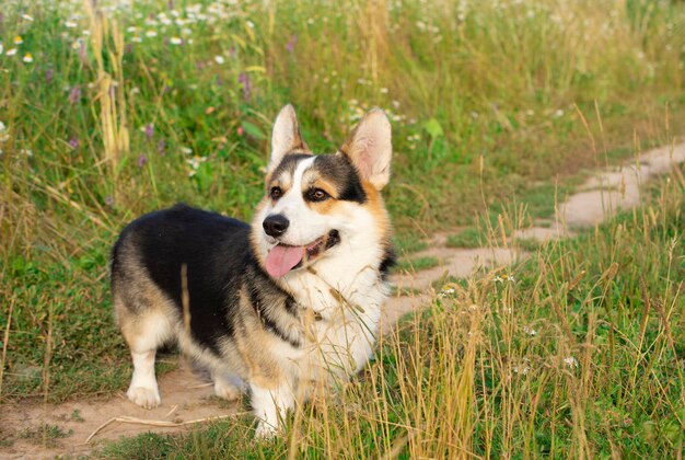 Corgi Hund Sommer Lächeln Hund Sommer