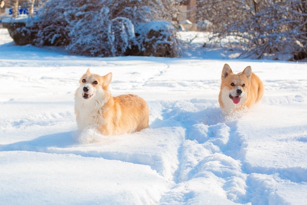 Corgi-Hunde, die im Schnee auf einem Spaziergang im Winter laufen