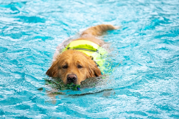 Corgi-Hundewelpen spielen im Schwimmbad