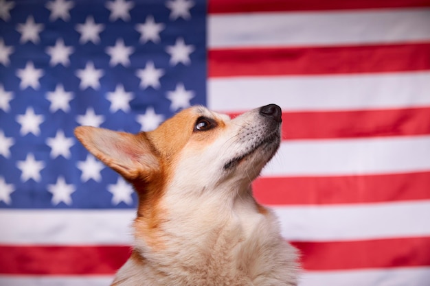 Corgi im Hintergrund der amerikanischen Flagge