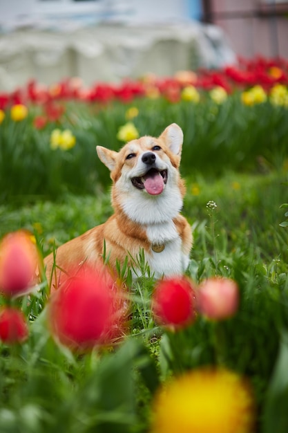 Corgi in Frühlingsblumen