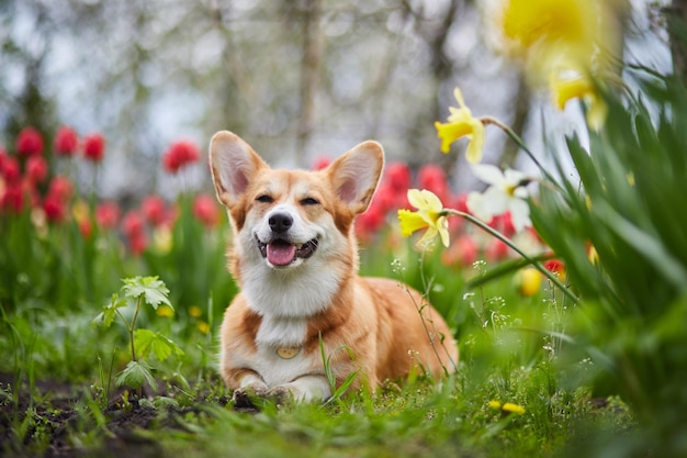 Corgi in Frühlingsblumen