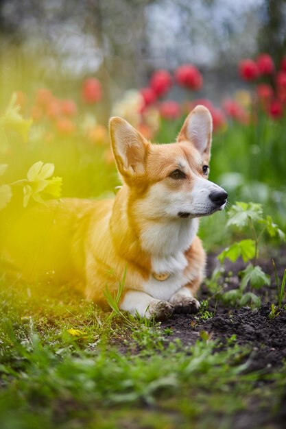 Corgi in Frühlingsblumen