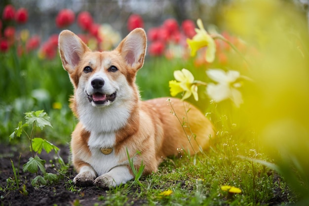 Corgi in Frühlingsblumen