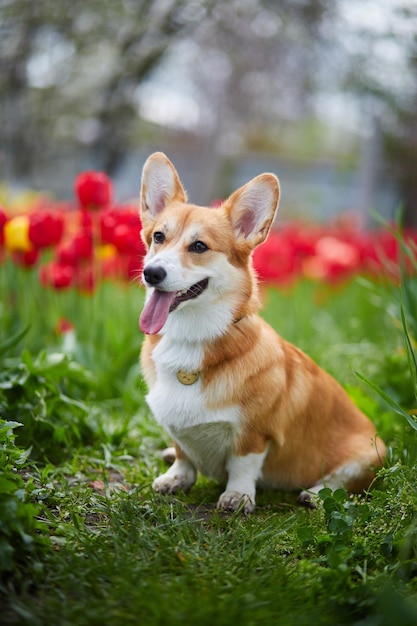 Corgi in Frühlingsblumen