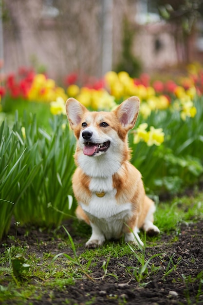 Corgi in Frühlingsblumen