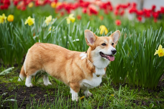 Corgi in Frühlingsblumen