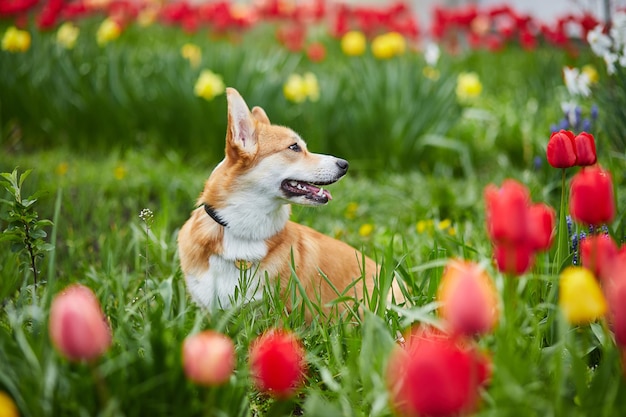 Corgi in Frühlingsblumen