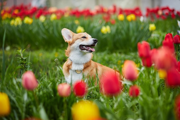 Corgi in Frühlingsblumen