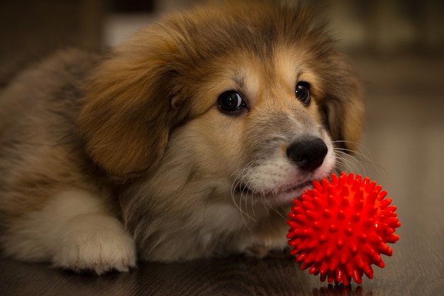 Corgi mullido cachorro juega a la pelota