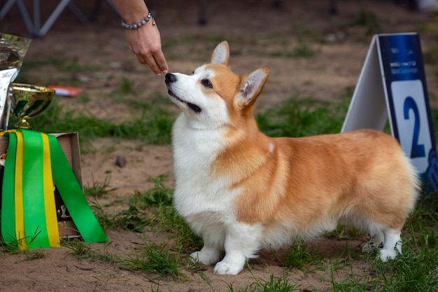 Corgi na exposição de cães. Posando na frente do júri ..