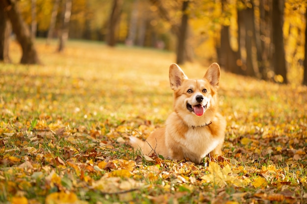 Corgi no parque de outono nas folhas douradas caídas