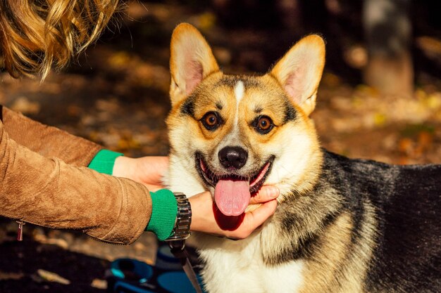 Corgi sentado ao lado da dona do gramado felicidade sol brilha dia quente de outono, um agradável passeio pela floresta mulher com um cachorro