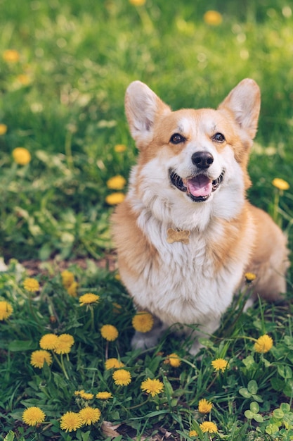 Corgi sentado sobre hierba verde y dientes de león en un día soleado