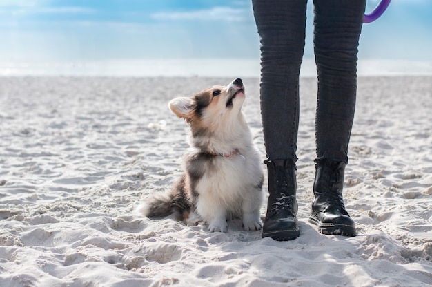 Corgi Welpe auf Gehorsam. Unterricht am Strand.