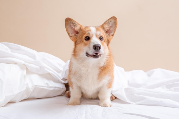 Corgi-Welpe, der auf dem Bett unter der Decke liegt und die Kamera anschaut