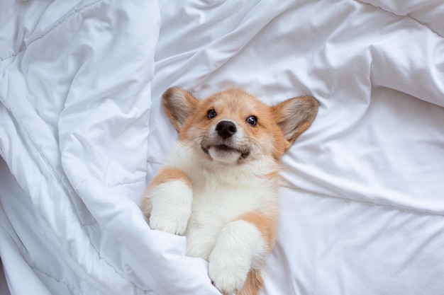 Corgi-Welpe liegt unter der Decke, die auf dem Bett schläft, Draufsicht