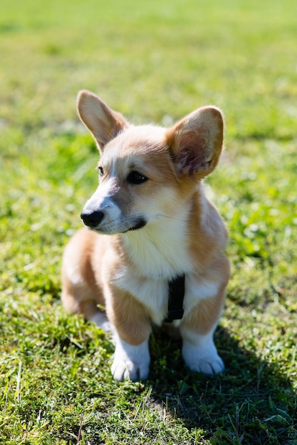 Corgi-Welpe sitzt an einem sonnigen Tag auf einem grünen Rasen