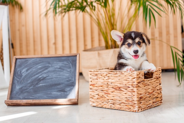 Corgi Welpe Welsh Pembroke sitzt in einem Korb