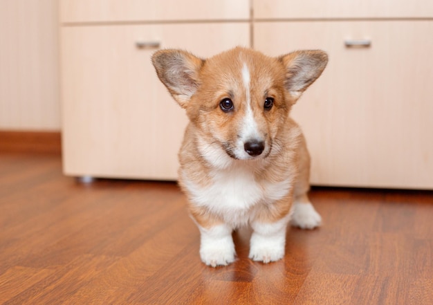 Corgi Welpe zu Hause auf dem Boden