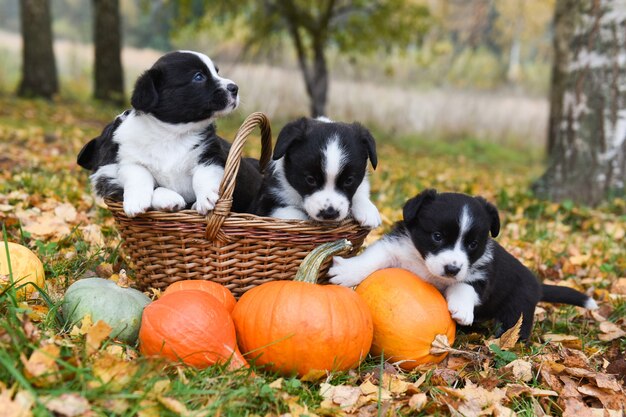 Corgi Welpen Hunde mit Kürbissen